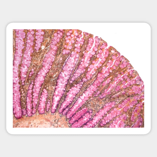 Colon, light micrograph (F006/9806) Sticker by SciencePhoto